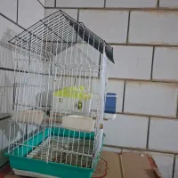 مرغ عشق با قفس|پرنده|شوش, |دیوار