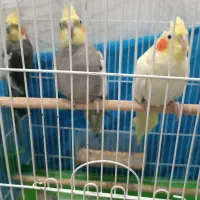 سه عروس هلندی
