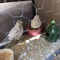 کفتر خوب بشرط هوا میدم