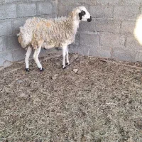 قوچ