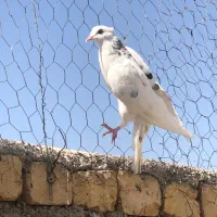 شازده هما سرور درجه۱|پرنده|قم, آزادگان|دیوار