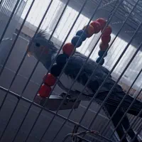 جوجه عروس هلندی سه ماهه