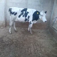 گاو