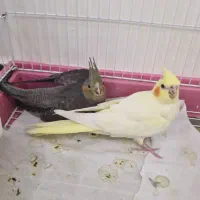 فروش چهار عروس هلندی