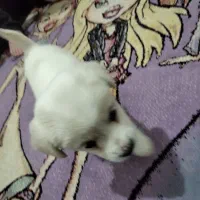 توله سگ نژاد اشپیتز|سگ|رباط‌کریم, مسکن مهر آبشناسان|دیوار