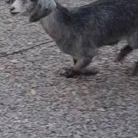 فروشی میرجاوه|حیوانات مزرعه|میرجاوه, |دیوار