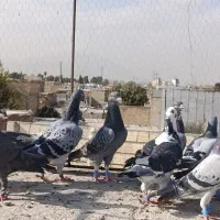 کفتر سبزوکوهی پلاکی زرنگ هوایی