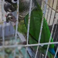 طوطی گرینچیک