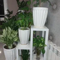 مغازه-25متر-هفت-تیر
