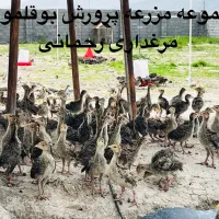 جوجه بوقلمون محلی مرغ وخروس در فضای باز