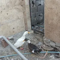 اردک