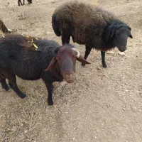 قوچ|حیوانات مزرعه|داران, |دیوار