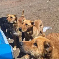 سگ های گله ۶ تا یه جایی