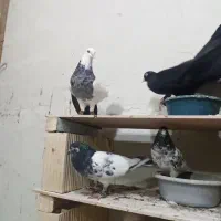 همه مدل مولد جوجه بده هوایی وزمینی گره|پرنده|قشم, |دیوار