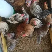 مرغ تخم گذار