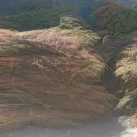جارو|جاروبرقی، جارو شارژی، بخارشو|حمیل, |دیوار