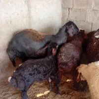 یک عدد شیشک بردار