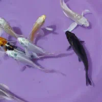 ماهی کوی ۱۰ عدد|ماهی|چهاردانگه (تهران), |دیوار