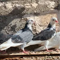 کفترابلغ سفیدسین ماش کل دم سیاه|پرنده|قم, زاد|دیوار