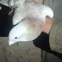 کبوتر قوره