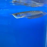 ماهی و آکواریوم و ملزومات