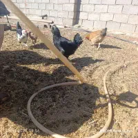 مرغ جتی اصل و گلین فروشی