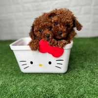 فروش سگ پامرانین و توی ،پودل بدون واسطه|سگ|اصفهان, جلفا|دیوار