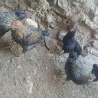 فروش‌ جوجه لاری