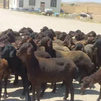 تعداد ۵۰راس میش افشاری