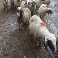 گوسفند سنجابی|حیوانات مزرعه|ماهیدشت, |دیوار