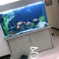 اکواریوم نو