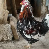 تخم مرغ گلین نطفه دار