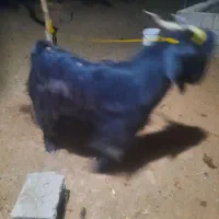 بز نر|حیوانات مزرعه|شادگان, |دیوار