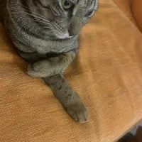 واگزاری گربه