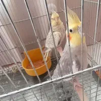 عروس هلندی جفت با جوجه|پرنده|فولادشهر, C4|دیوار