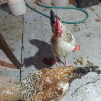 خروس 5ماهه|حیوانات مزرعه|تهران, جیحون|دیوار