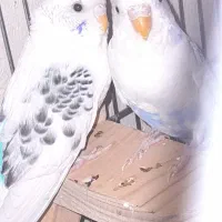 دو جفت مرغ عشق|پرنده|اصفهان, فروردین|دیوار