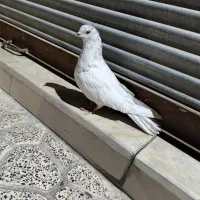 کبوتر گرفتنی کمی پیش کله چیل زوردار