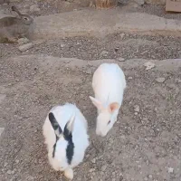 سه عدد خرگوش بزرگ|موش و خرگوش|شوش, |دیوار