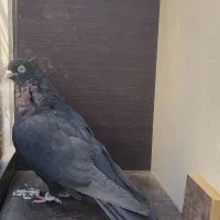 کبوتر|پرنده|ابریشم, |دیوار