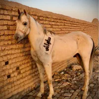 سیلمی نریان عرب|اسب و تجهیزات اسبسواری|نیشابور, باغ نو|دیوار