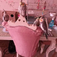 عروس هلندی سالم و آزاد در خانه|پرنده|تهران, شهرک دانشگاه|دیوار