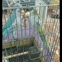 جفت مولد راهب همراه ۵ تخم