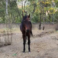 اسب|اسب و تجهیزات اسبسواری|دماوند, دماوند|دیوار