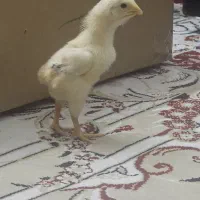 جوجه لاری|حیوانات مزرعه|تهران, امیر بهادر|دیوار