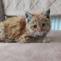 بچه گربه|گربه|مشهد, انقلاب|دیوار