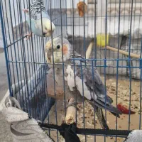 عروس هلندی و مرغ عشق