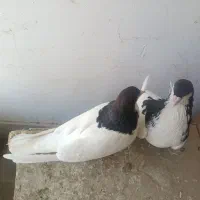 کبوتر|پرنده|شیراز, شهرک سراج‎|دیوار