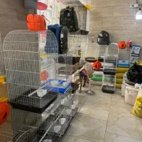 راهب عروس برزیلی کرینچیگ سخنگو رام دستی|پرنده|تهران, وحیدیه|دیوار