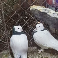 کبوتر طوقی کاکلی قلم پر